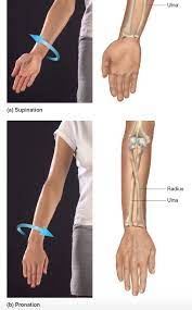 Supination And Pronation Refer To The Way Someones Palm Is Facing Supination Is When The Radius And Ulna Are Parallel An Female Anatomy Radius And Ulna Joint