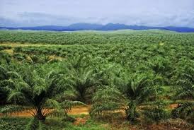 We did not find results for: Ladang Sawit Kalimantan Butuh Tenaga Kerja Asal Ntb Lombokita