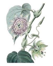 Image result for Passiflora ligularis