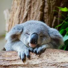 Pin By Jamie Winchester On Animals Cute Koala Bear Koala Bear Koala