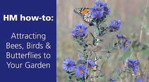 When flowers bloom, they not only add beauty to your home, they also provide support for she once planted a butterfly bush just outside of her daughters' bedroom, saying i wanted butterflies by the girl's windows that they could see and enjoy. How To Grow A Bee And Monarch Butterfly Garden Hm Etc