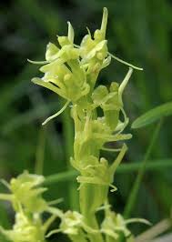 Image result for Liparis mulindana