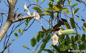 Image result for Dalbergia martinii