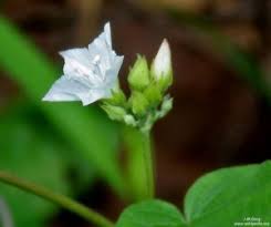 Image result for Rhigozum zambesiacum