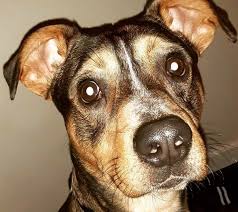 20 Australian Cattle Dog Heeler Mix Breeds The Popular And Adorable Hybrid Dogs Petpress In 2020 Cattle Dog Australian Cattle Dog Hybrid Dogs