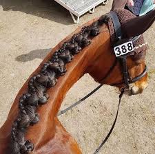 Horse mane braiding is often imperative to keeping the mane healthy. By Popular Demand We Re Excited To Present The Reverse Scallop Braid Tutorial Mikayla Vosseller Shows Us Thi In 2020 Horse Braiding Horse Mane Braids Dressage Horses