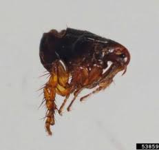 Worked as a pest control technician for private residences and commercial accounts. A A Pest Control Manchester Ct Get 25 Off Seasonal Services
