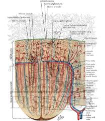 Blood enters the kidneys through the renal arteries and leaves through the renal veins. Blood Vessels In Parenchyma Of Kidney Schema Intrarenal Vasculature Pattern Of Blood Vessels In Parenchyma Of Kidney