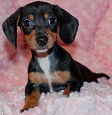 Search for dogs closest to your area by changing the search location. Dachshund Puppy For Sale Heavenly Puppies