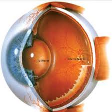 Katarakt Nedir Adana Nivgoz Adana Maya Goz