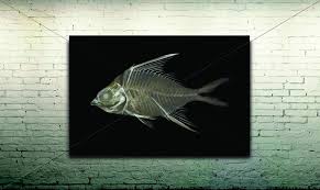 Rontgen Baliklar X Ray Fish 80 130 Cm Teknik Yagli Boya Technique Oil Paint Balik Dekor