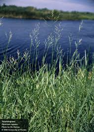 Image result for Panicum repentellum
