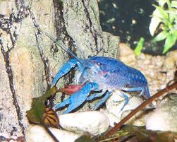 Image result for Vepris allenii