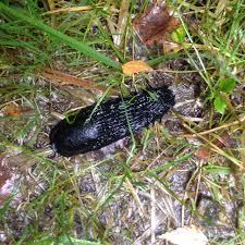We assume you are converting between slug/gallon u.s. and note that rounding errors may occur, so always check the results. Slugs Backyard And Beyond
