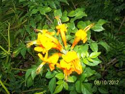These stays are highly rated for location, cleanliness, and more. Purple Flowers In The Garden Of The Hotel Picture Of The Saint Augustine Beach House Vilano Beach Tripadvisor
