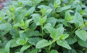 May 07, 2021 · le basilic, une plante aromatique qui agit comme un répulsif le basilic est un répulsif naturel efficace contre les mouches et les moustiques. Plantes Anti Moustiques Faciles A Planter Au Jardin Ou En Pot