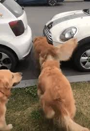 Share the best gifs now >>> No Fat Bitches Gif On Imgur