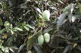 Tunas muda yang terserang dipotong lalu dibakar, tangkap dengan perangkap warna kuning, pemangkasan teratur, penyemprotan dengan bvr. Bisa Bikin Pohon Mangga Lama Berbuah Dan Mati Waspada 7 Hama Ini Salah Satunya Kutu Putih Semua Halaman Bobo