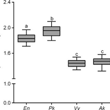 Image result for Plicosepalus kalachariensis