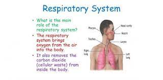 If you're a member of a senior center or live in a nursing home or assisted living residence, use the questions to play a game: Quiz Nclex Nursing Practice Questions On Respiratory System Disorders Proprofs Quiz