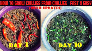 Check spelling or type a new query. How To Grow Chillies From Chillies At Home Fast N Easy Youtube