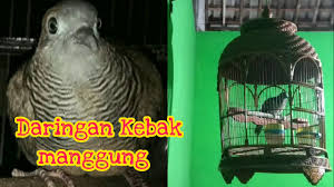*selain keris bertuah keris ini sangat indah sebagai pusaka koleksi. Perkutut Daringan Kebak Manggung Gacor Cocok Buat Pikat Atau Terapi Perkutut Anda Youtube