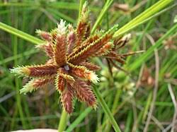 Image result for Cyperus platycaulis