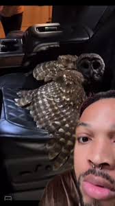 #greenscreen #greenscreenvideo Have You Seen An Owl At Night? #owls  #nativeamerican #owl #foryoupage #nightowls