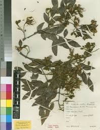 Image result for Tessmannia burttii