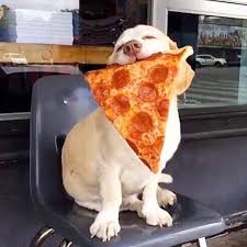 Cute Dog Holding A Big Slice Of Pizza In Its Mouth Cute Puppies Funny Animal Pictures Cute Dogs
