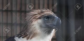 They have been known to hunt bats, civets philippine eagles engage in a number of hunting strategies to score a meal. A Philippine Eagle Also Known As The Monkey Eating Eagle Stock Photo Picture And Royalty Free Image Image 136427432