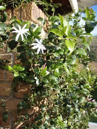 Image result for Jasminum multipartitum
