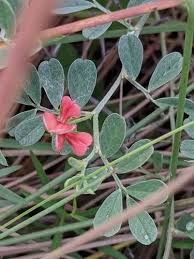 Image result for Indigofera demissa