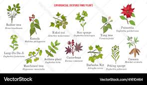 Image result for Euphorbiaceae