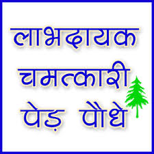 Image result for औषधीय वनस्पतियां