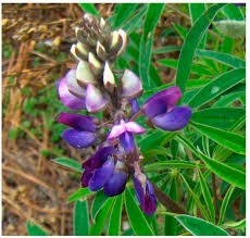 Image result for Lupinus mexicanus