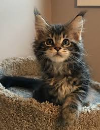 Why buy a maine coon kitten for sale if you can adopt and save a life? Pin On Maine Coon Cats