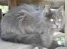 Nebelung Cat Breed Information, Pictures, Characteristics ...