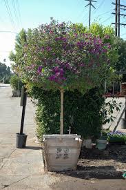 Image result for Lycianthes rantonnetii