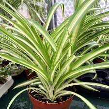 Image result for Chlorophytum comosum