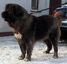 Kaukazský pastiersky pes čiže kaukazský ovčiak či skrátene kavkazanech bol pôvodne určený k obrane a opatrovaniu dobytka. Kaukasischer Owtscharka Club E V