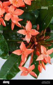 Image result for Pavetta zeyheri