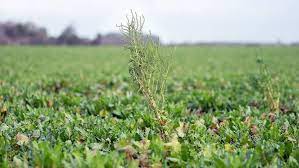 A drug dealer tries to get out of the life and start anew with his girlfriend, but the transition is tragically difficult. Key Considerations For Sugar Beet Weed Control This Season Farmers Weekly