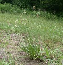 Image result for Cyathula lanceolata