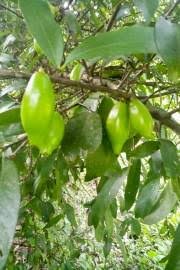 Image result for Gerrardinaceae
