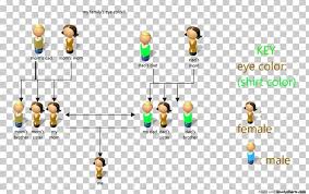 diagram pedigree chart eye color png clipart brand chart