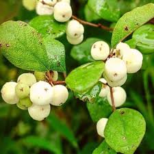 Image result for Flueggea