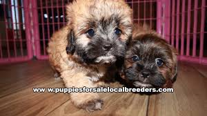 Golden retrievers are known for their gentle and friendly disposition. Yorkie Puppies For Sale In Albany Ga 07 2021