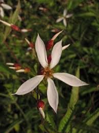 Image result for Iphigenia pauciflora