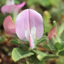 Image result for Gentianaceae